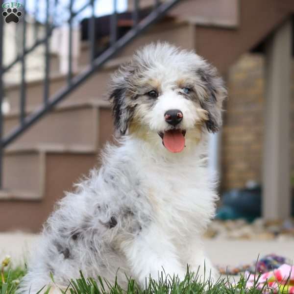 Alfie, Mini Bernedoodle Puppy